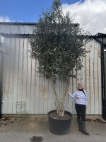 4 metre olive tree