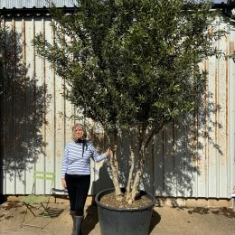 Extra Tall 3 Metre Multi-Stem Olive Tree (Screening) – Mature Tuscany Olive Trees for Sale UK