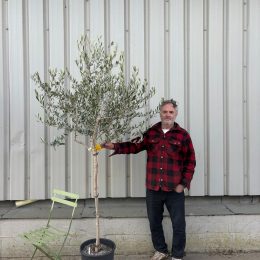 Frantoio Olive Tree – Hardy,Traditional Tuscan variety- delivery included