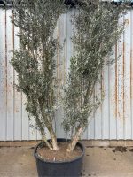 IMG_1164 4 metre olive tree