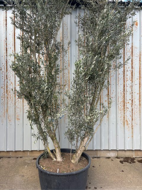 4 metre olive tree