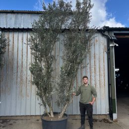 4 metre olive tree