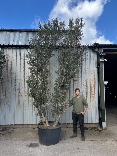 IMG_1166 4 metre olive tree