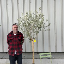 Tuscan Olive Tree