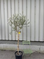 IMG_1172 Tuscan Olive Tree