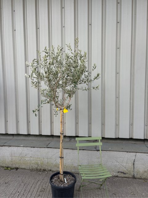 Tuscan Olive Tree