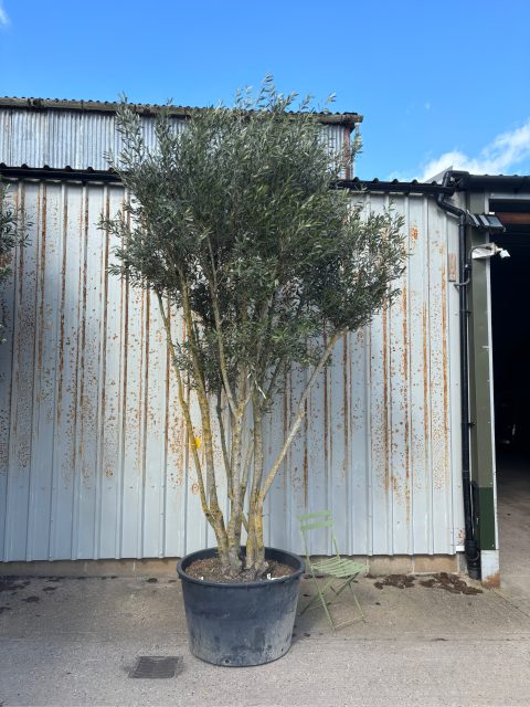 3 metre olive tree