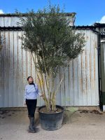3 metre olive tree