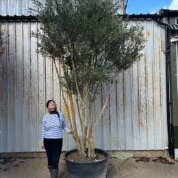3 metre olive tree