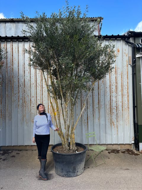 3 metre olive tree