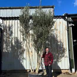 3 metre olive tree