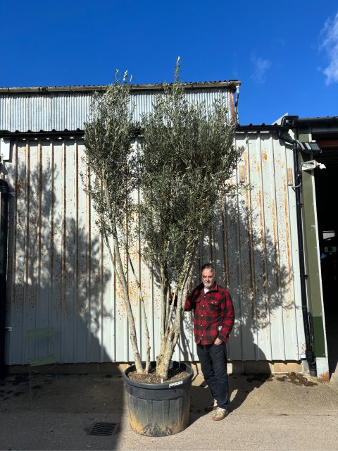 IMG_1183 3 metre olive tree
