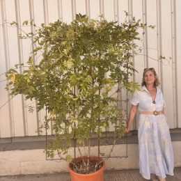 Espalier Wisteria ‘Macrobotrys’ – Extra Long Flowering Japanese Wisteria Frame