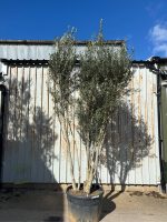 IMG_1184 3 metre olive tree