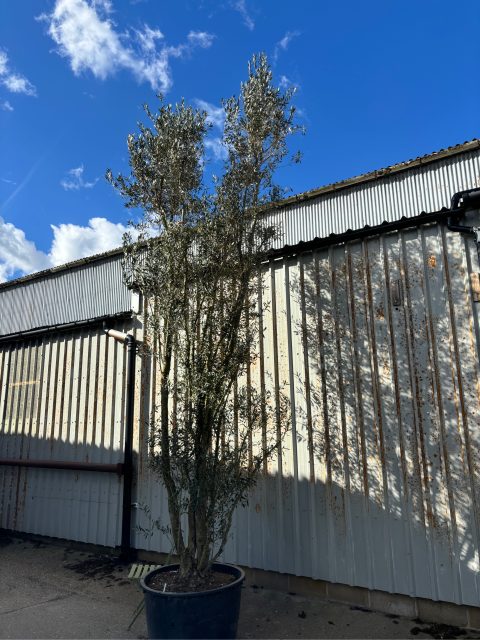 5 metre olive tree