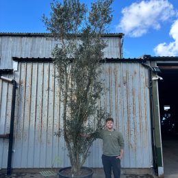 Extra Tall 5 Metre Multi-Stem Olive Tree (Screening) – Mature Tuscany Olive Trees for Sale UK