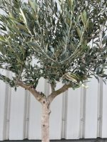 IMG_1221 Open Crown Olive Tree