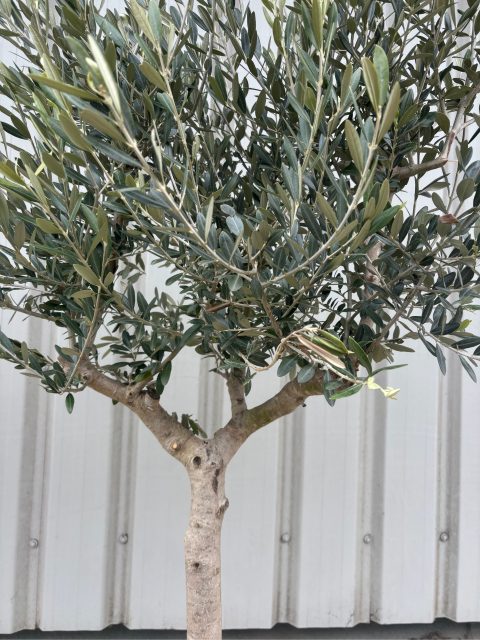 Open Crown Olive Tree