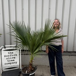 Brahea edulis (Guadalupe Palm) – Hardy Fan Palm | mainland UK Delivery