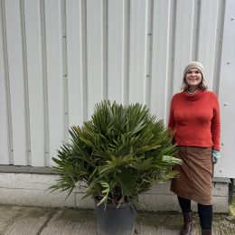 Chamaerops humilis ‘Volcano’ – Hardy Mediterranean Fan Palm UK | Free Mainland Delivery