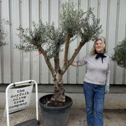 Branched Olive Tree ‘Tortuga’