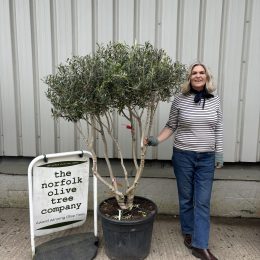 Multi-Stem Hojiblanca Olive Tree (1.8m) – Fruit Producing Olive Tree UK delivery included