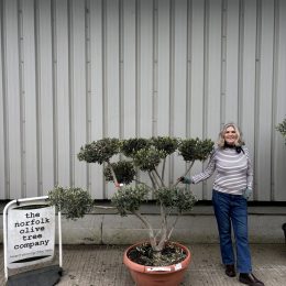 Pom Pom Olive Tree – Multi-Stem Topiary -delivery included