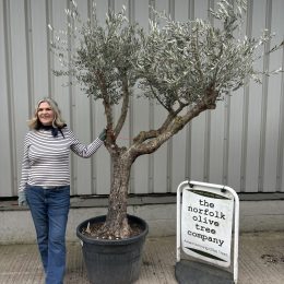 Castellón Olive Tree for Sale | Cold Hardy Spanish Olive Tree UK