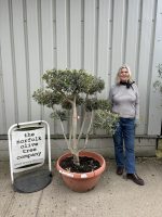 IMG_7396 olive trees for sale