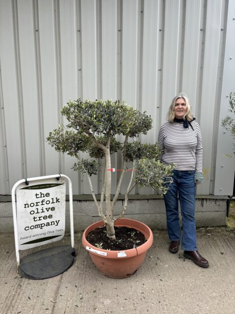 olive trees for sale