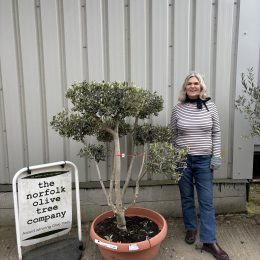 Pom Pom Olive Tree – Multi-Stem Topiary -delivery included