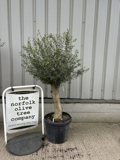 Olive Tree in Pot delivery included - The Norfolk Olive Tree Company