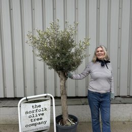 Olive Tree in Pot delivery included