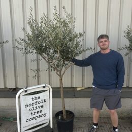 Formatively Pruned Tuscan Olive Tree with Wispy Open Crown -delivery included