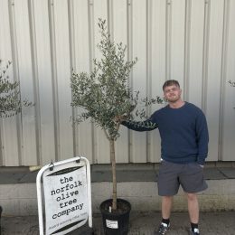 Formatively Pruned Tuscan Olive Tree with Wispy Open Crown -delivery included