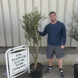London Olive tree delivery included
