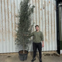 Tall Olive Tree for Screening – 10ft Evergreen Privacy Olive