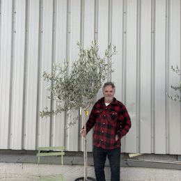 Frantoio Olive Tree – Hardy,Traditional Tuscan variety- delivery included