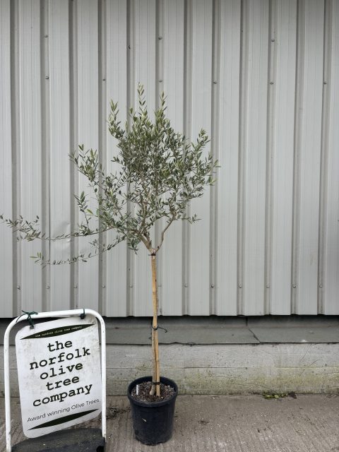 Open Crown Olive Tree