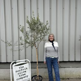 Open Crown Olive Tree