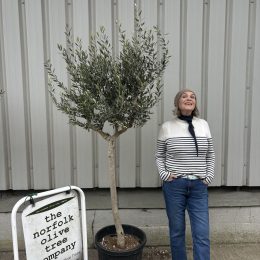 Open Crown Olive Tree