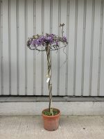 IMG_8351