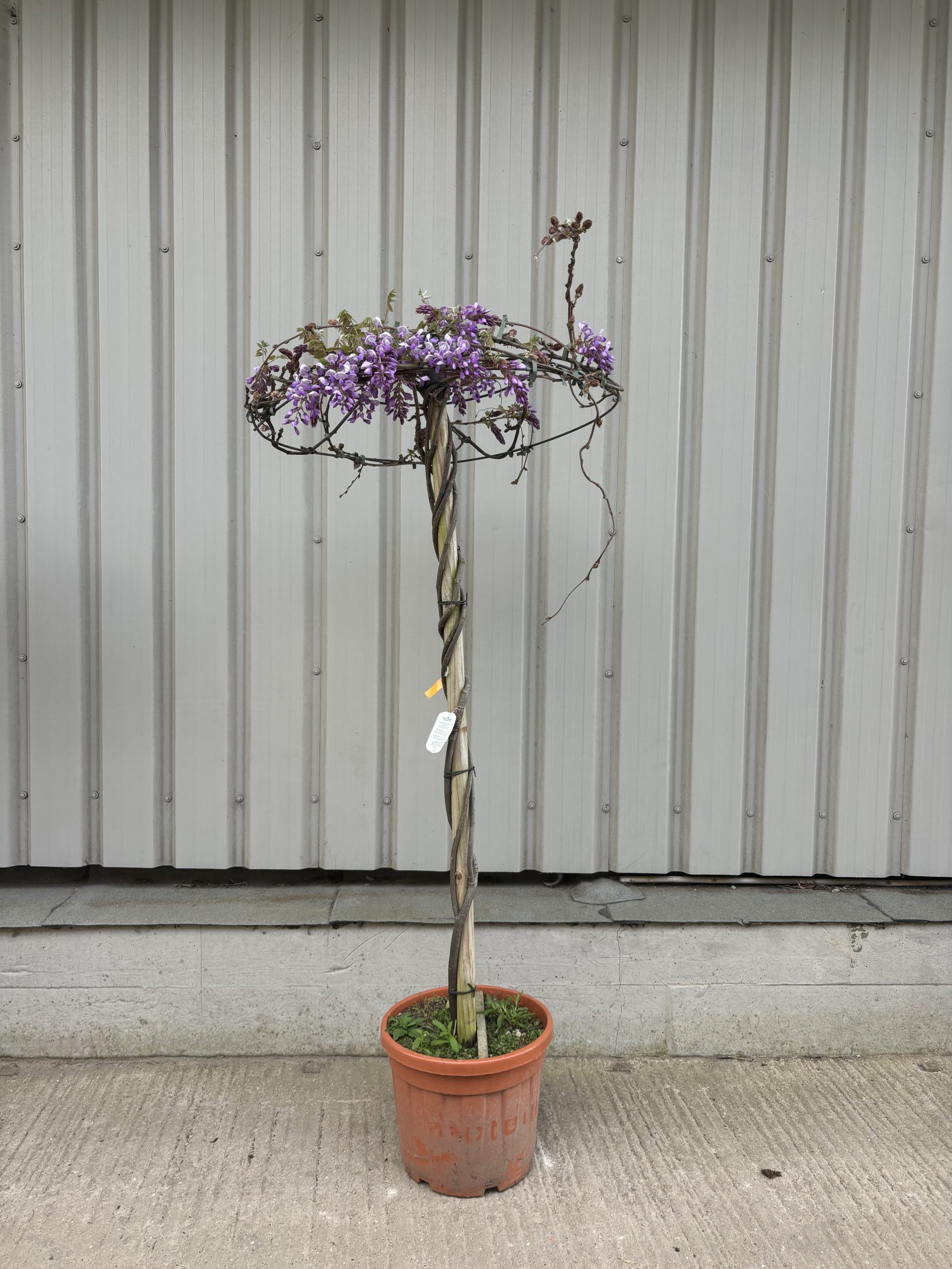 Wisteria Tree for Sale UK | Trained Umbrella Wisteria Standard