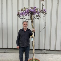Wisteria Tree for Sale UK | Trained Umbrella Wisteria Standard