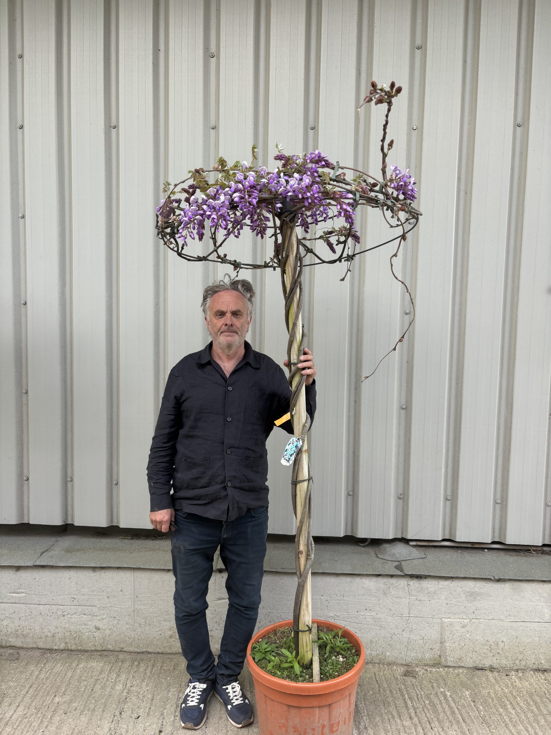 wisteria出品 Wisteria Tree for Sale UK | Trained Umbrella Wisteria Standard