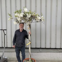 Wisteria Tree for Sale UK | Trained Umbrella Wisteria Standard