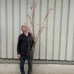 Tamarisk Tetrandra Tree for Sale UK | Pink Tamarisk (Salt Cedar) delivery included