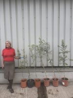 IMG_9720 Young olive tree bundle UK
