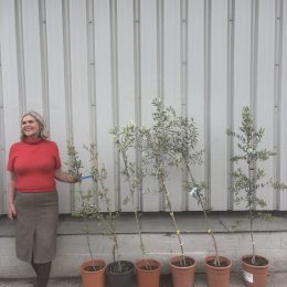 Young olive tree bundle UK