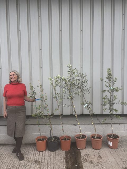 IMG_9720 Young olive tree bundle UK